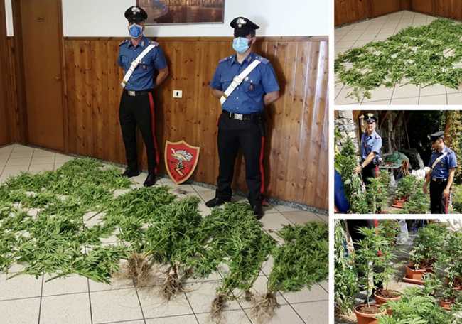 carabinieri mariuana sequestro piante mix luglio 20