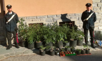 carabinieri piantine vasi marijuana