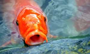 carp 2334071 960 720