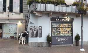 casera 20