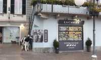 casera 20