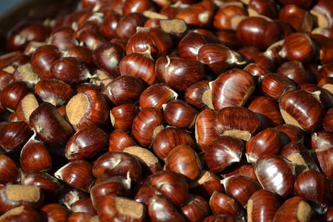 castagne sagra