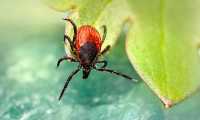 castor bean tick 6981785 640