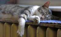 cat 1760731 640