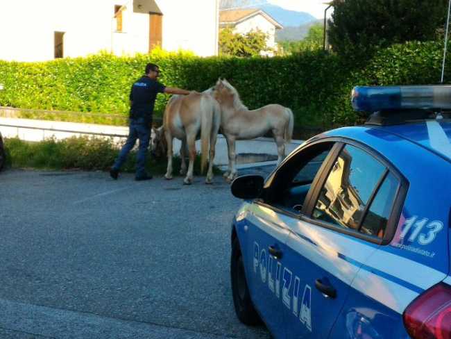 cavalli polizia trobaso