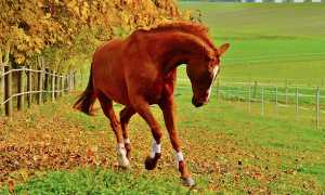 cavallo imbizzarrito