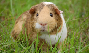 cavia prato