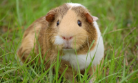 cavia prato