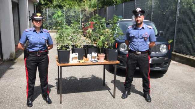 cc piante stresa