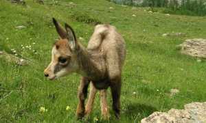 cerbiatto