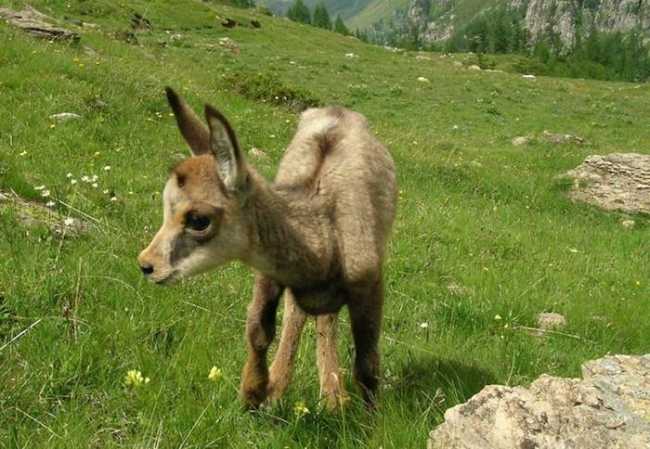 cerbiatto