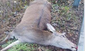 cerva morta