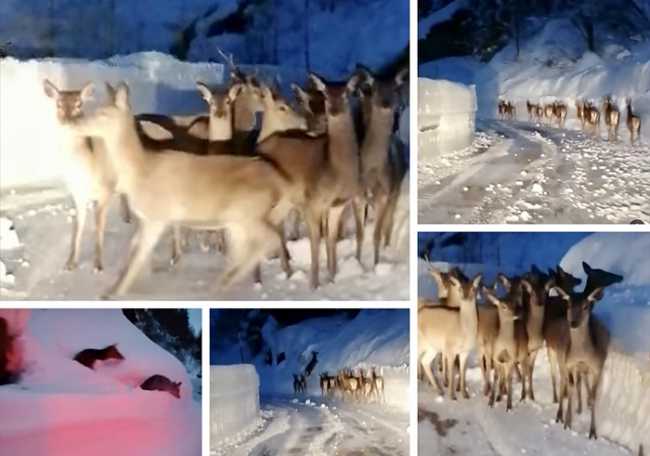 cervi devero neve