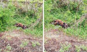 cervi travolti treno