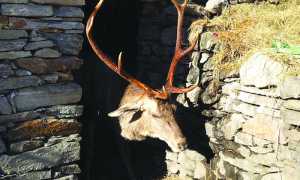 cervo gustavo trasquera