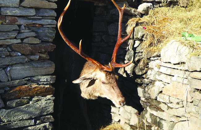 cervo gustavo trasquera