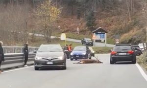 cervo investito in pieno giorno