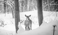 cervo neve bn