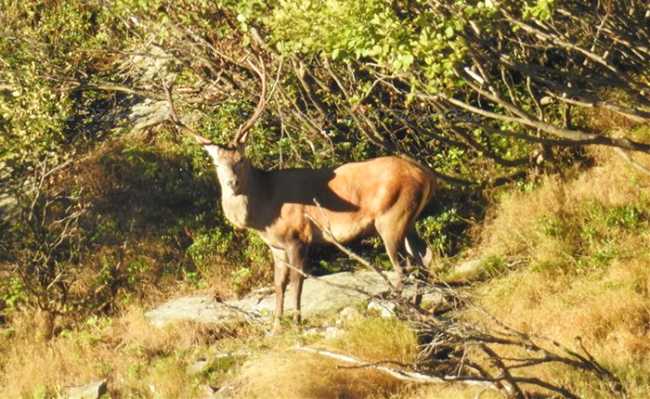 cervo verde bramito