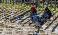 chicken 6174119 640