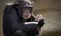 chimpanzee 3703230 960 720
