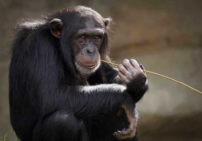 chimpanzee 3703230 960 720