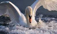 cigno generico