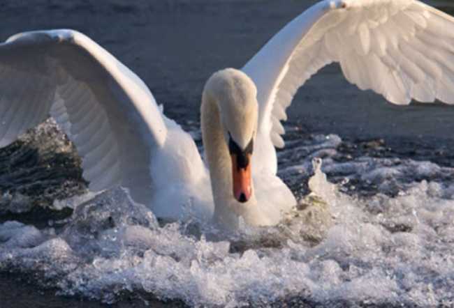 cigno generico