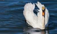 cigno