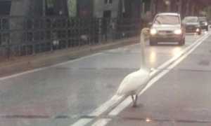 cigno ponte castelletto