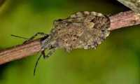 cimice asiatica