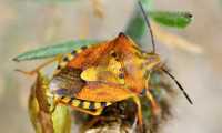 cimice