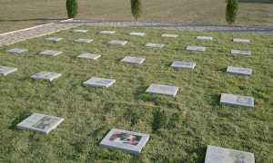 cimiterianimali