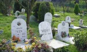 cimitero animali generico