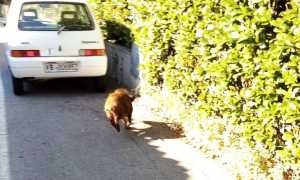 cinghiale cann