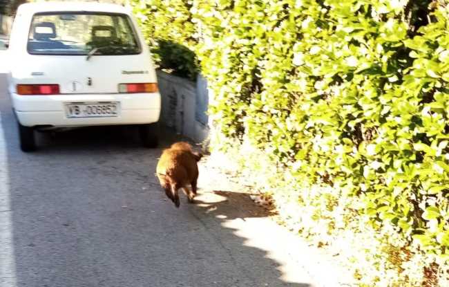 cinghiale cann