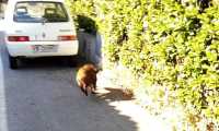 cinghiale cann