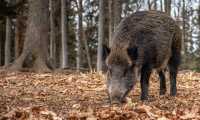 cinghiale copia