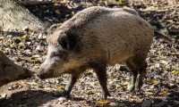 cinghiale foto 1