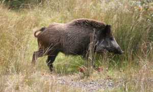 cinghiale generico