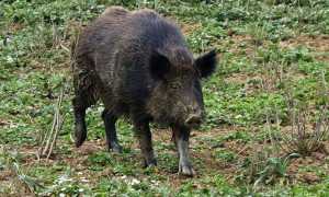 cinghiale generico