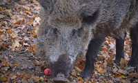cinghiale