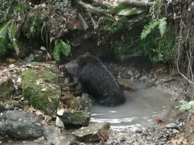 cinghiale