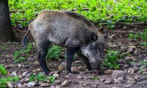 cinghiale