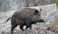 cinghiale