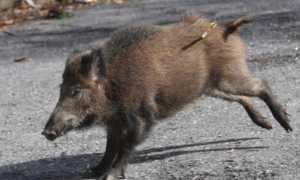 cinghiale