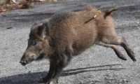 cinghiale