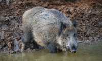 cinghiale