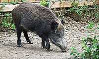 cinghiale