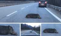 cinghiale investito superstrada